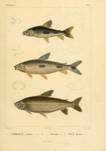 Reproducción/Reproduction 6302678301: Voyage dans l'Amérique Méridionale. v.9. Paris :Pitois-Levrault,1835-47