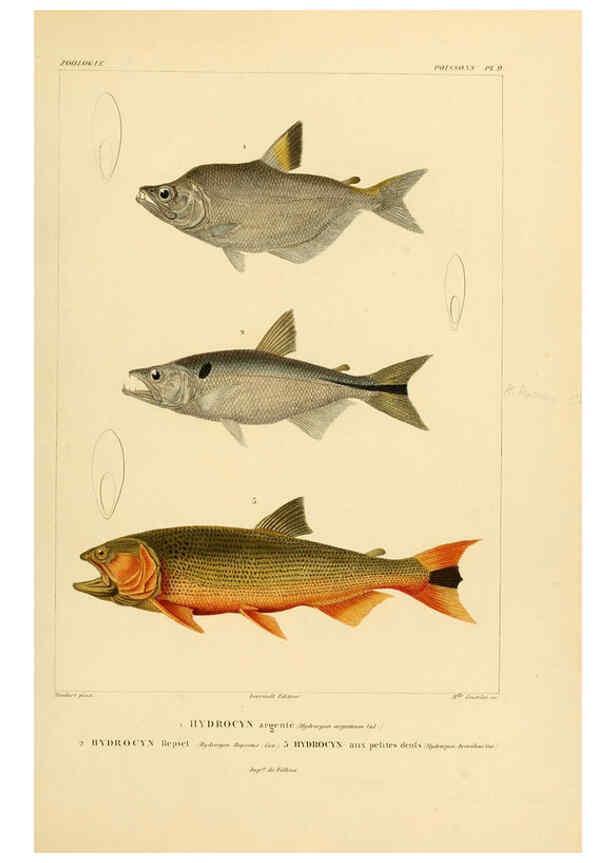 Reproducción/Reproduction 6303203572: Voyage dans l'Amérique Méridionale. v.9. Paris :Pitois-Levrault,1835-47