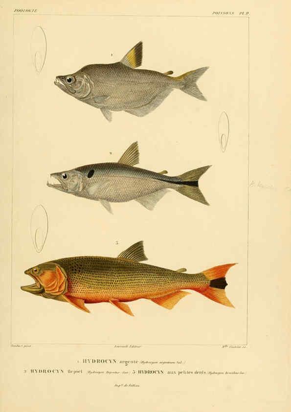 Reproducción/Reproduction 6303203572: Voyage dans l'Amérique Méridionale. v.9. Paris :Pitois-Levrault,1835-47