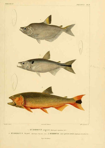 Reproducción/Reproduction 6303203572: Voyage dans l'Amérique Méridionale. v.9. Paris :Pitois-Levrault,1835-47