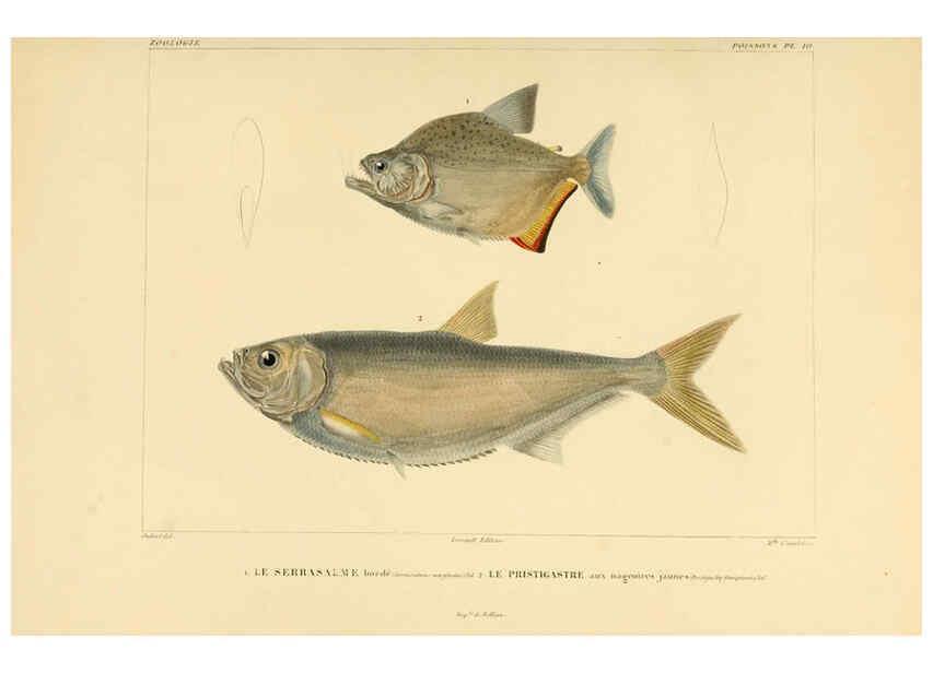Reproducción/Reproduction 6302678725: Voyage dans l'Amérique Méridionale. v.9. Paris :Pitois-Levrault,1835-47