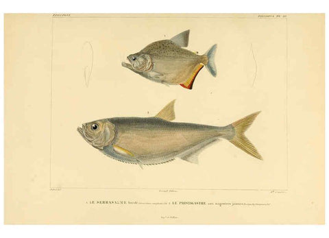 Reproducción/Reproduction 6302678725: Voyage dans l'Amérique Méridionale. v.9. Paris :Pitois-Levrault,1835-47