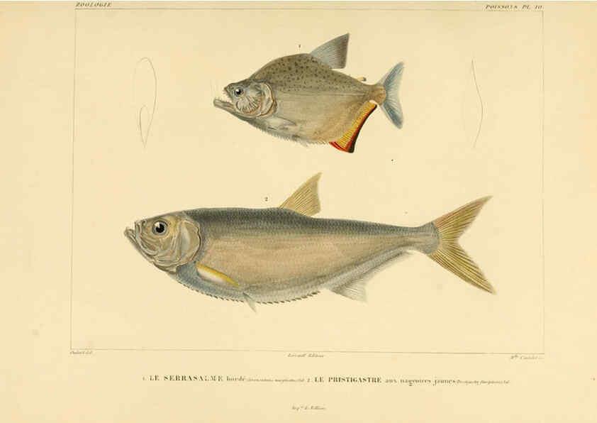Reproducción/Reproduction 6302678725: Voyage dans l'Amérique Méridionale. v.9. Paris :Pitois-Levrault,1835-47