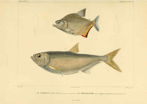 Reproducción/Reproduction 6302678725: Voyage dans l'Amérique Méridionale. v.9. Paris :Pitois-Levrault,1835-47