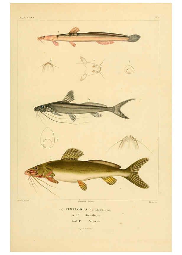Reproducción/Reproduction 6302676703: Voyage dans l'Amérique Méridionale. v.9. Paris :Pitois-Levrault,1835-47