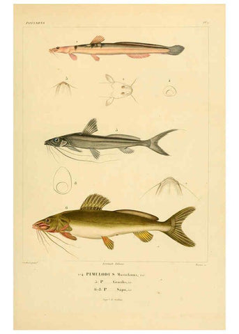 Reproducción/Reproduction 6302676703: Voyage dans l'Amérique Méridionale. v.9. Paris :Pitois-Levrault,1835-47