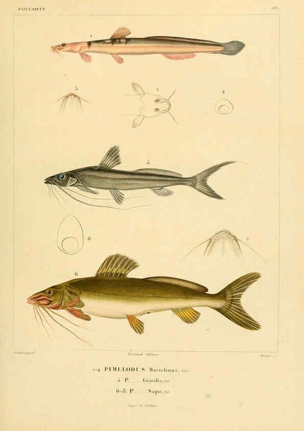 Reproducción/Reproduction 6302676703: Voyage dans l'Amérique Méridionale. v.9. Paris :Pitois-Levrault,1835-47