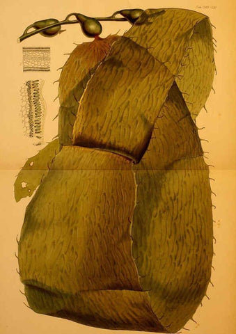 Reproducción/Reproduction 6302987716: The botany of the Antarctic voyage of H.M. discovery ships Erebus and Terror in the Years 1839-1843. v.1. plates London :Reeve Brothers,1844-60