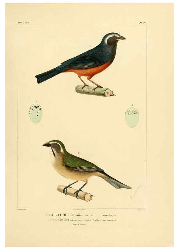 Reproducción/Reproduction 6302661159: Voyage dans l'Amérique Méridionale. v.9. Paris :Pitois-Levrault,1835-47