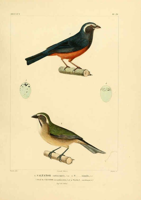 Reproducción/Reproduction 6302661159: Voyage dans l'Amérique Méridionale. v.9. Paris :Pitois-Levrault,1835-47