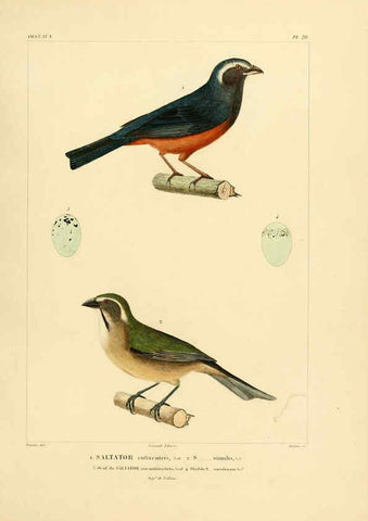 Reproducción/Reproduction 6302661159: Voyage dans l'Amérique Méridionale. v.9. Paris :Pitois-Levrault,1835-47