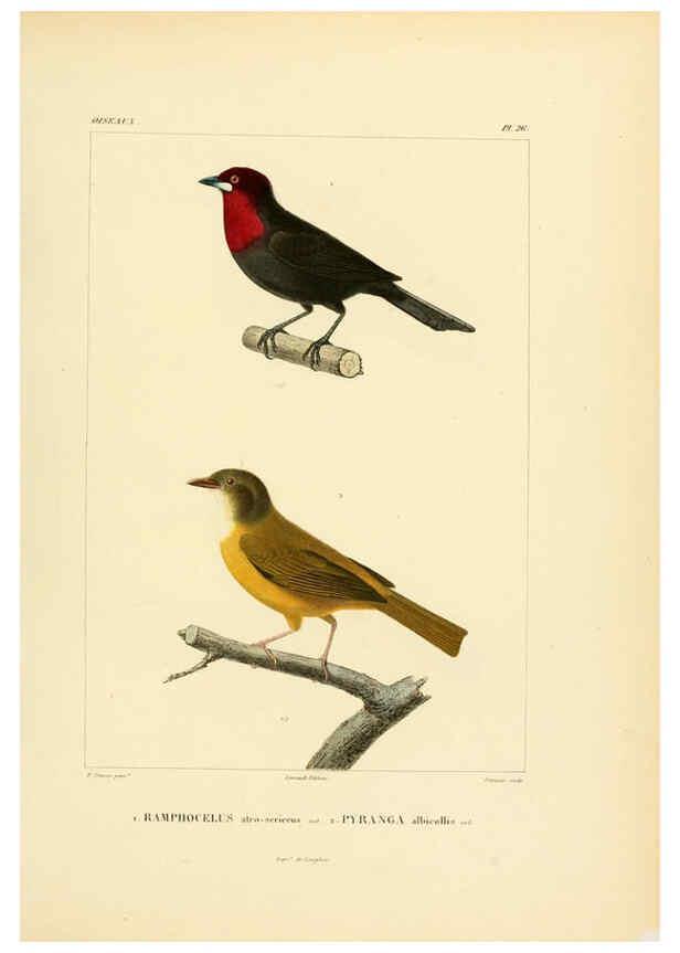 Reproducción/Reproduction 6303186028: Voyage dans l'Amérique Méridionale. v.9. Paris :Pitois-Levrault,1835-47