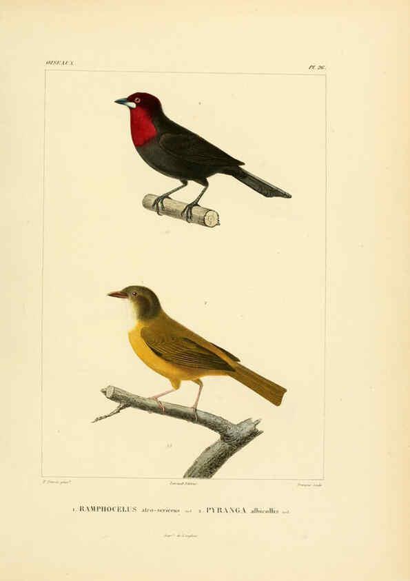 Reproducción/Reproduction 6303186028: Voyage dans l'Amérique Méridionale. v.9. Paris :Pitois-Levrault,1835-47