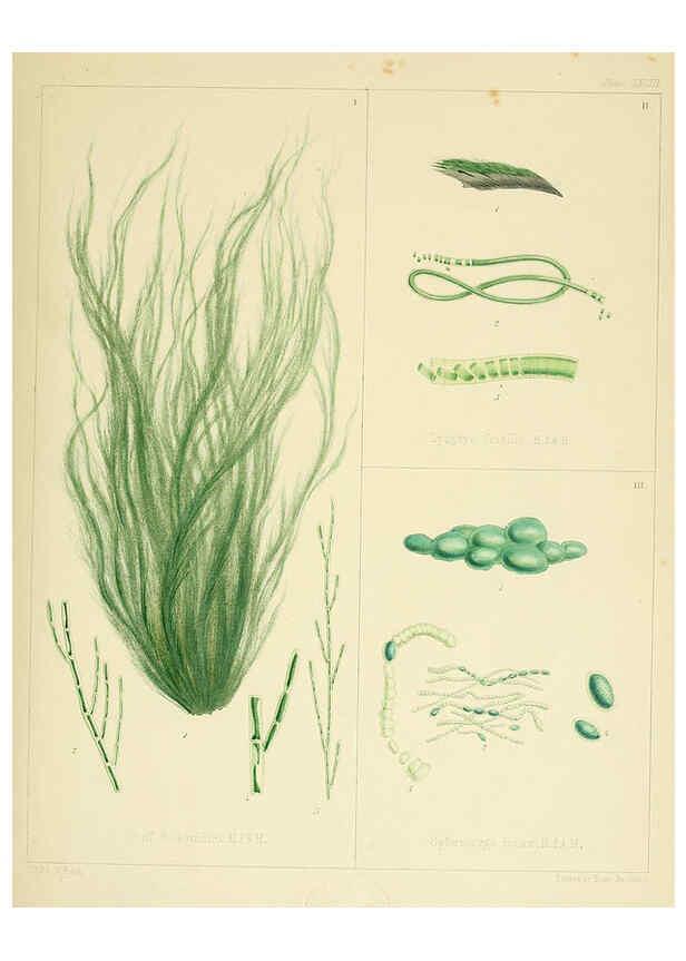 Reproducción/Reproduction 6302993264: The botany of the Antarctic voyage of H.M. discovery ships Erebus and Terror in the Years 1839-1843. v.1. plates London :Reeve Brothers,1844-60