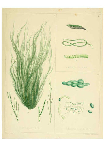 Reproducción/Reproduction 6302993264: The botany of the Antarctic voyage of H.M. discovery ships Erebus and Terror in the Years 1839-1843. v.1. plates London :Reeve Brothers,1844-60