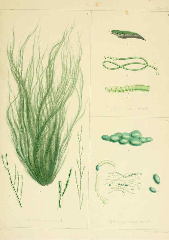 Reproducción/Reproduction 6302993264: The botany of the Antarctic voyage of H.M. discovery ships Erebus and Terror in the Years 1839-1843. v.1. plates London :Reeve Brothers,1844-60