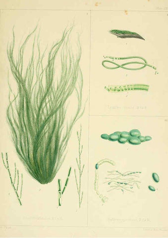 Reproducción/Reproduction 6302993264: The botany of the Antarctic voyage of H.M. discovery ships Erebus and Terror in the Years 1839-1843. v.1. plates London :Reeve Brothers,1844-60