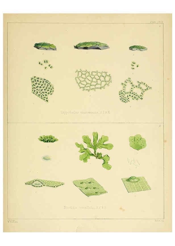 Reproducción/Reproduction 6302468439: The botany of the Antarctic voyage of H.M. discovery ships Erebus and Terror in the Years 1839-1843. v.1. plates London :Reeve Brothers,1844-60