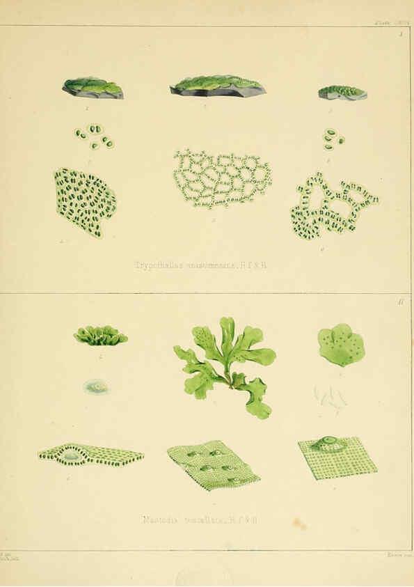 Reproducción/Reproduction 6302468439: The botany of the Antarctic voyage of H.M. discovery ships Erebus and Terror in the Years 1839-1843. v.1. plates London :Reeve Brothers,1844-60