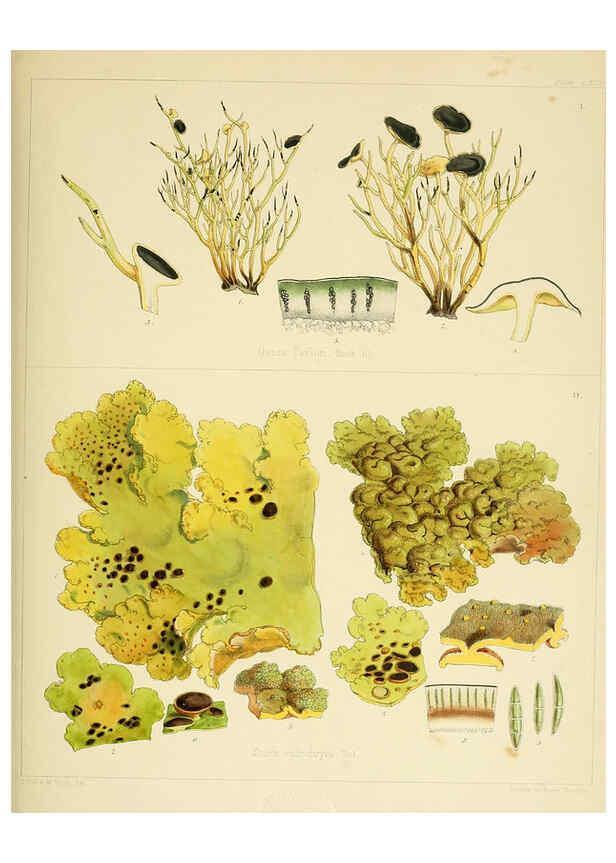Reproducción/Reproduction 6302994004: The botany of the Antarctic voyage of H.M. discovery ships Erebus and Terror in the Years 1839-1843. v.1. plates London :Reeve Brothers,1844-60