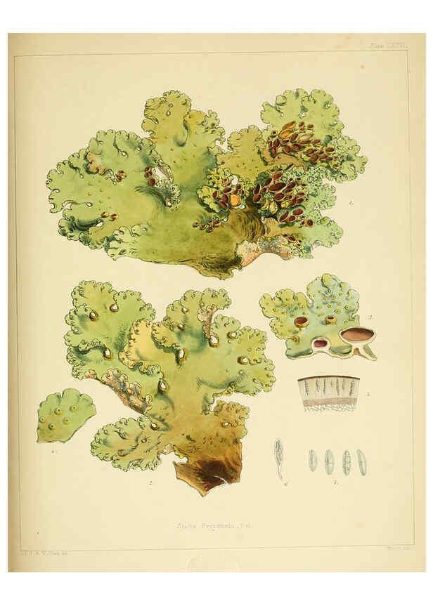 Reproducción/Reproduction 6302468985: The botany of the Antarctic voyage of H.M. discovery ships Erebus and Terror in the Years 1839-1843. v.1. plates London :Reeve Brothers,1844-60