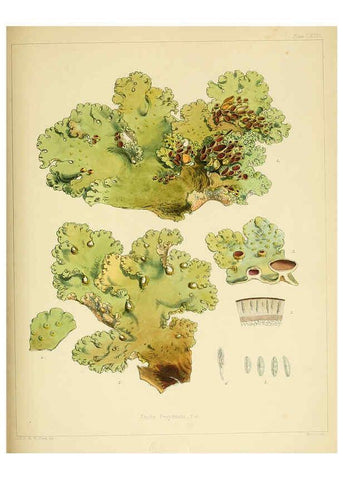 Reproducción/Reproduction 6302468985: The botany of the Antarctic voyage of H.M. discovery ships Erebus and Terror in the Years 1839-1843. v.1. plates London :Reeve Brothers,1844-60