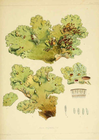 Reproducción/Reproduction 6302468985: The botany of the Antarctic voyage of H.M. discovery ships Erebus and Terror in the Years 1839-1843. v.1. plates London :Reeve Brothers,1844-60