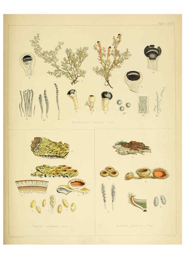 Reproducción/Reproduction 6302469261: The botany of the Antarctic voyage of H.M. discovery ships Erebus and Terror in the Years 1839-1843. v.1. plates London :Reeve Brothers,1844-60