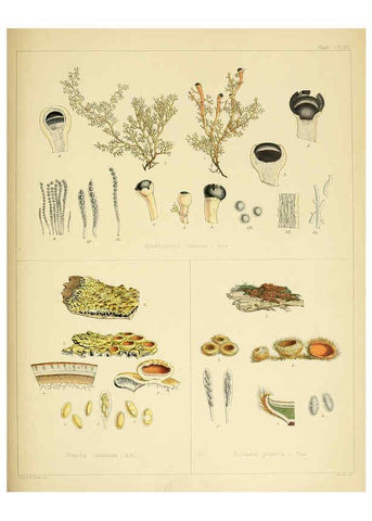 Reproducción/Reproduction 6302469261: The botany of the Antarctic voyage of H.M. discovery ships Erebus and Terror in the Years 1839-1843. v.1. plates London :Reeve Brothers,1844-60