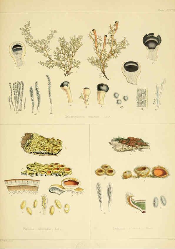 Reproducción/Reproduction 6302469261: The botany of the Antarctic voyage of H.M. discovery ships Erebus and Terror in the Years 1839-1843. v.1. plates London :Reeve Brothers,1844-60
