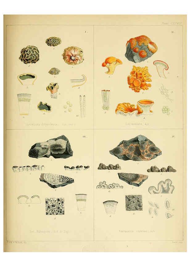 Reproducción/Reproduction 6302469497: The botany of the Antarctic voyage of H.M. discovery ships Erebus and Terror in the Years 1839-1843. v.1. plates London :Reeve Brothers,1844-60