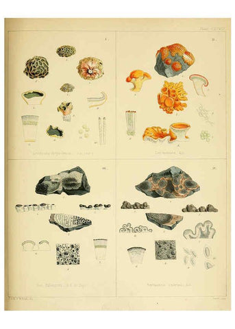 Reproducción/Reproduction 6302469497: The botany of the Antarctic voyage of H.M. discovery ships Erebus and Terror in the Years 1839-1843. v.1. plates London :Reeve Brothers,1844-60