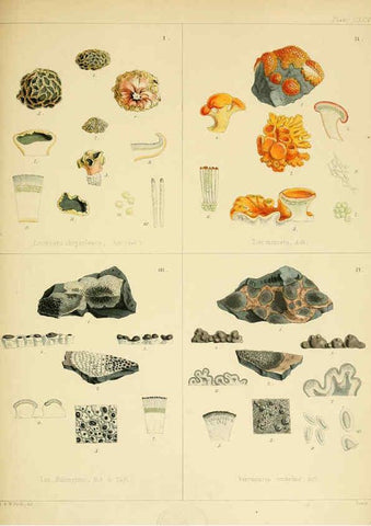 Reproducción/Reproduction 6302469497: The botany of the Antarctic voyage of H.M. discovery ships Erebus and Terror in the Years 1839-1843. v.1. plates London :Reeve Brothers,1844-60
