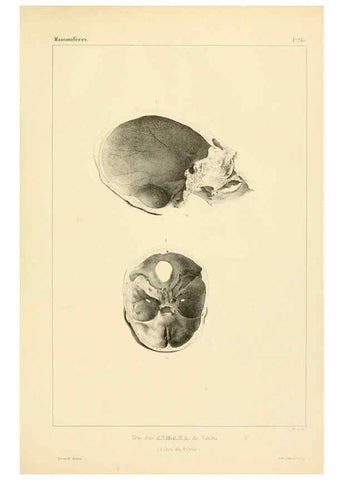 Reproducción/Reproduction 6302645799: Voyage dans l'Amérique Méridionale. v.9. Paris :Pitois-Levrault,1835-47