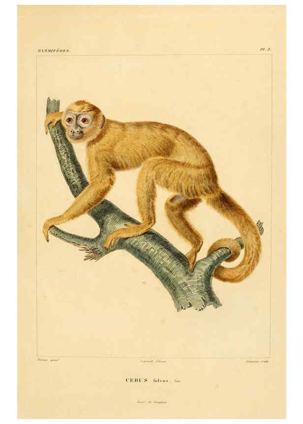 Reproducción/Reproduction 6303170982: Voyage dans l'Amérique Méridionale. v.9. Paris :Pitois-Levrault,1835-47