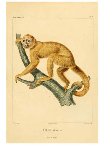 Reproducción/Reproduction 6303170982: Voyage dans l'Amérique Méridionale. v.9. Paris :Pitois-Levrault,1835-47