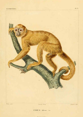 Reproducción/Reproduction 6303170982: Voyage dans l'Amérique Méridionale. v.9. Paris :Pitois-Levrault,1835-47