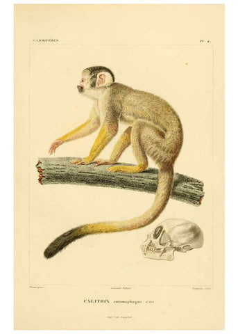 Reproducción/Reproduction 6303171222: Voyage dans l'Amérique Méridionale. v.9. Paris :Pitois-Levrault,1835-47