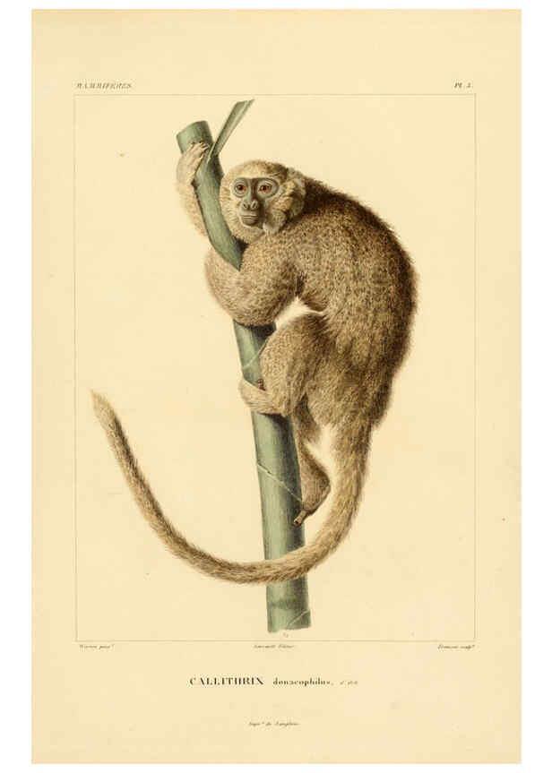 Reproducción/Reproduction 6302646443: Voyage dans l'Amérique Méridionale. v.9. Paris :Pitois-Levrault,1835-47