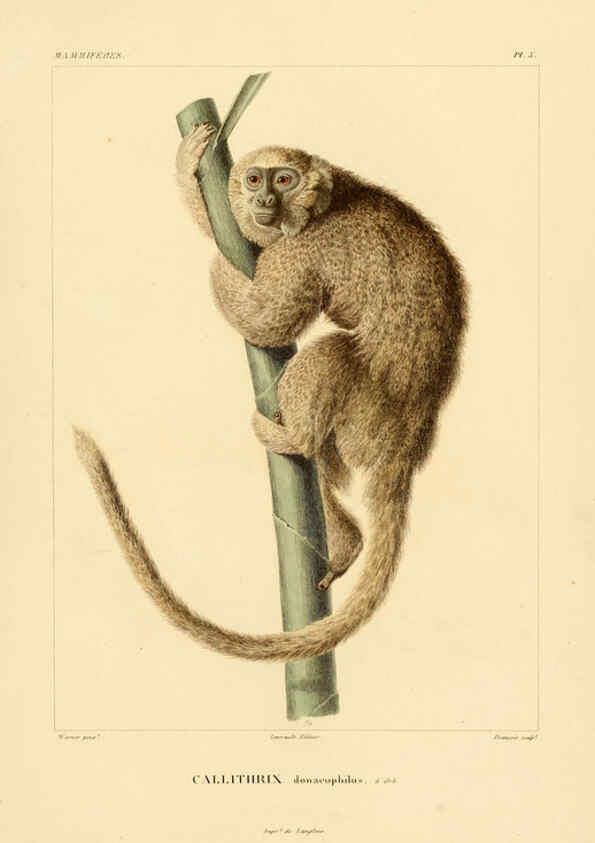 Reproducción/Reproduction 6302646443: Voyage dans l'Amérique Méridionale. v.9. Paris :Pitois-Levrault,1835-47