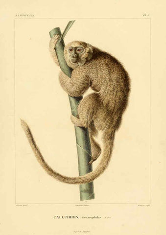 Reproducción/Reproduction 6302646443: Voyage dans l'Amérique Méridionale. v.9. Paris :Pitois-Levrault,1835-47