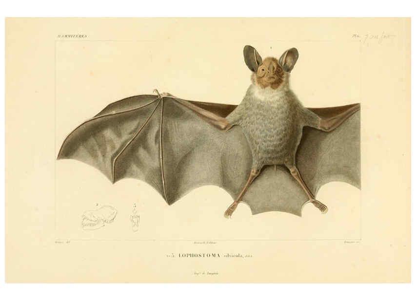 Reproducción/Reproduction 6302647029: Voyage dans l'Amérique Méridionale. v.9. Paris :Pitois-Levrault,1835-47
