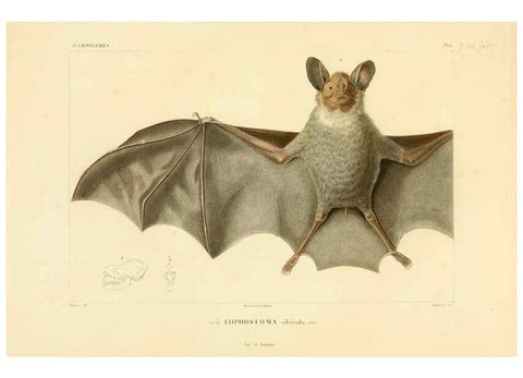 Reproducción/Reproduction 6302647029: Voyage dans l'Amérique Méridionale. v.9. Paris :Pitois-Levrault,1835-47