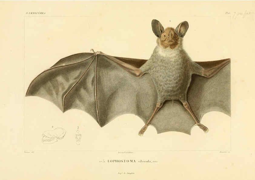 Reproducción/Reproduction 6302647029: Voyage dans l'Amérique Méridionale. v.9. Paris :Pitois-Levrault,1835-47