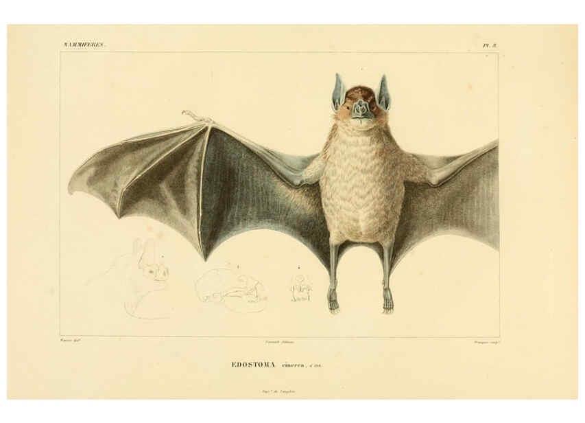 Reproducción/Reproduction 6302647243: Voyage dans l'Amérique Méridionale. v.9. Paris :Pitois-Levrault,1835-47