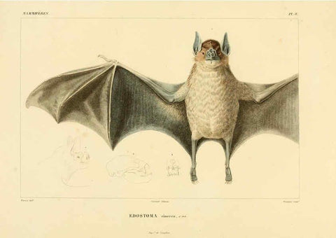 Reproducción/Reproduction 6302647243: Voyage dans l'Amérique Méridionale. v.9. Paris :Pitois-Levrault,1835-47