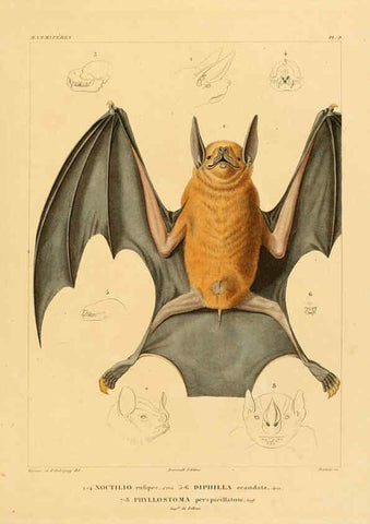 Reproducción/Reproduction 6302647481: Voyage dans l'Amérique Méridionale. v.9. Paris :Pitois-Levrault,1835-47