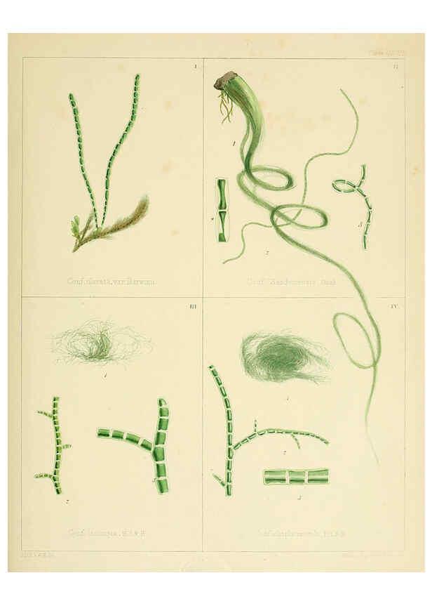 Reproducción/Reproduction 6302467707: The botany of the Antarctic voyage of H.M. discovery ships Erebus and Terror in the Years 1839-1843. v.1. plates London :Reeve Brothers,1844-60