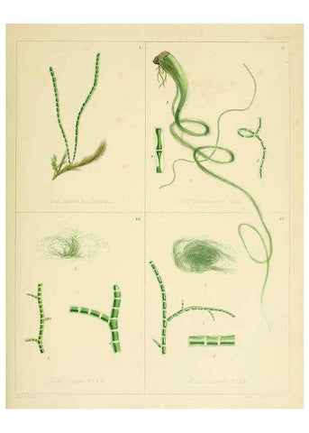 Reproducción/Reproduction 6302467707: The botany of the Antarctic voyage of H.M. discovery ships Erebus and Terror in the Years 1839-1843. v.1. plates London :Reeve Brothers,1844-60