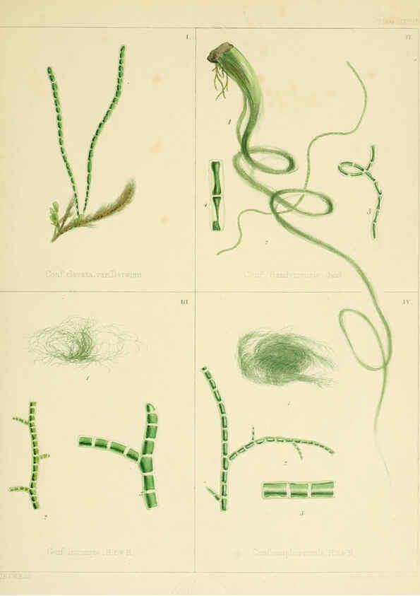 Reproducción/Reproduction 6302467707: The botany of the Antarctic voyage of H.M. discovery ships Erebus and Terror in the Years 1839-1843. v.1. plates London :Reeve Brothers,1844-60